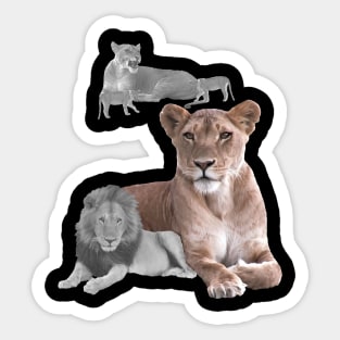 Lioness with Lion in Africa Sticker